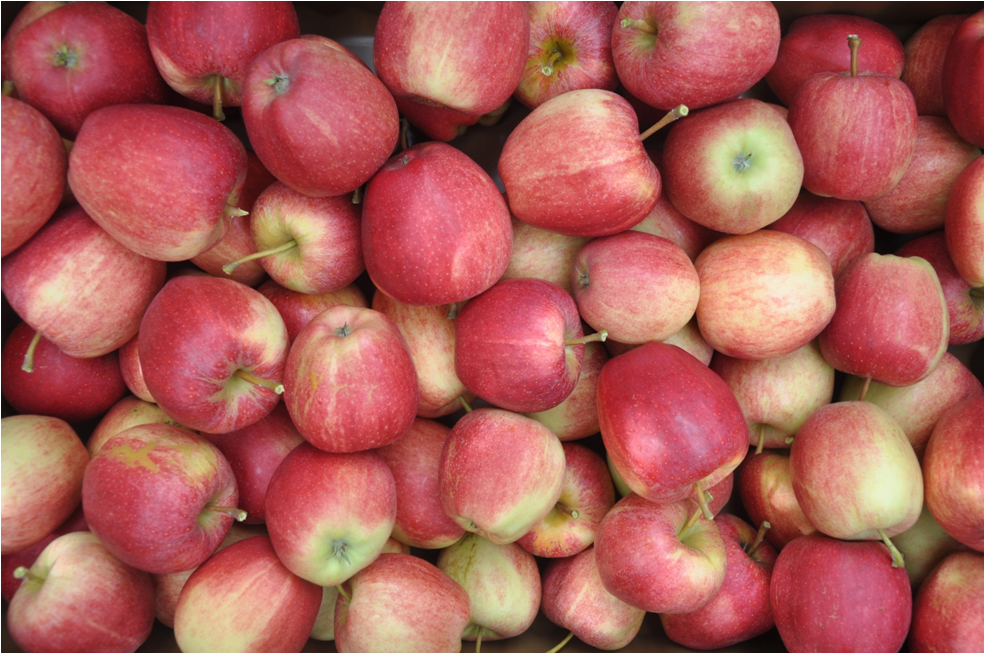 Äpfel.jpg