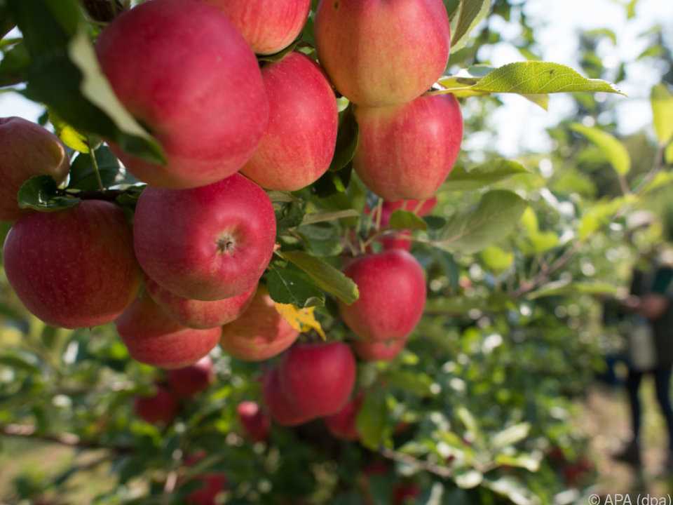 Apfel Symbolbild Gabbert K-D.jpg