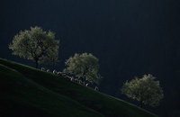 A10108.jpg