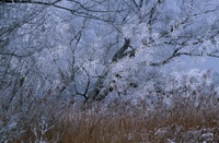 A10172.jpg