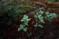 A10195.jpg