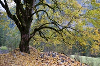 DSCF1072.jpg