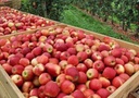 Insektizide -Obstbau.jpg