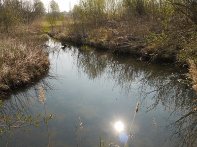 Kleingewaesser_Bohlingen_VK.JPG