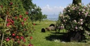 Stiegeler Park Konstanz ©Nina Baisch_Titelbild.jpg