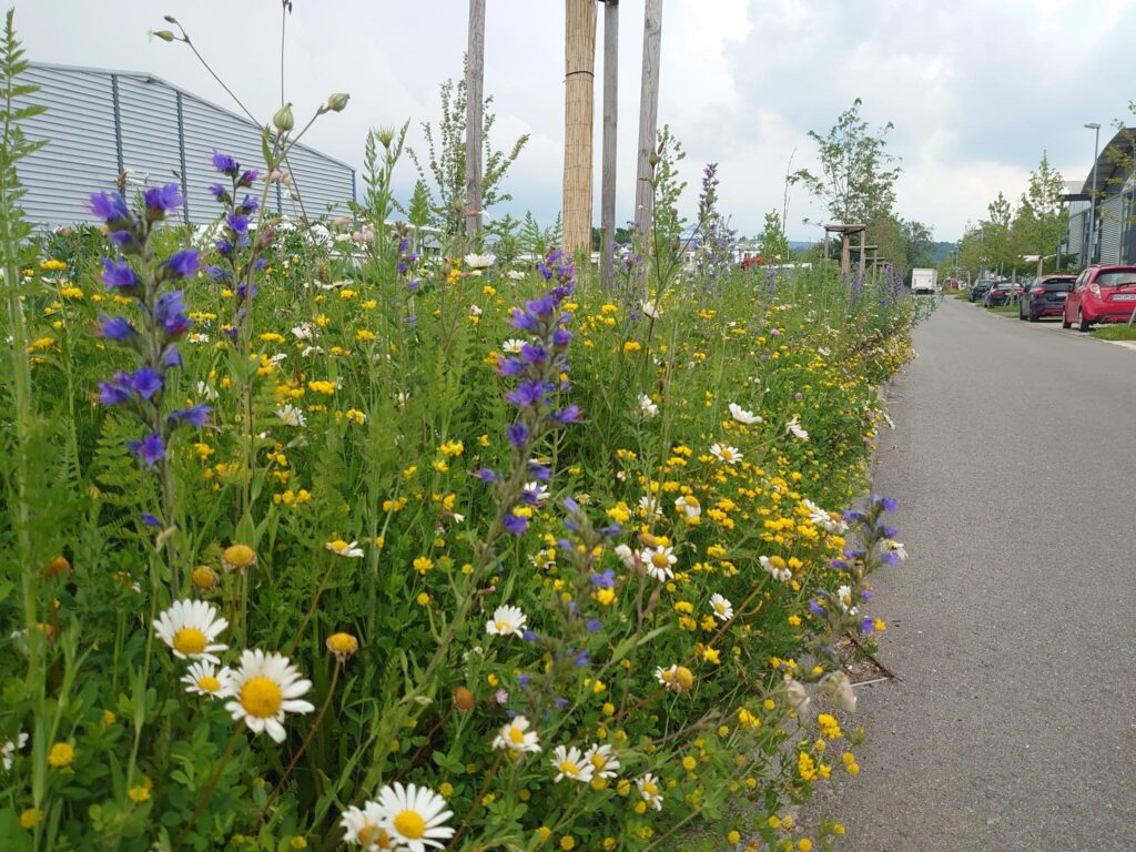 Projekt _Zukunftsgrün_Radolfzell_Saskia_Wolf-1024x768.jpg