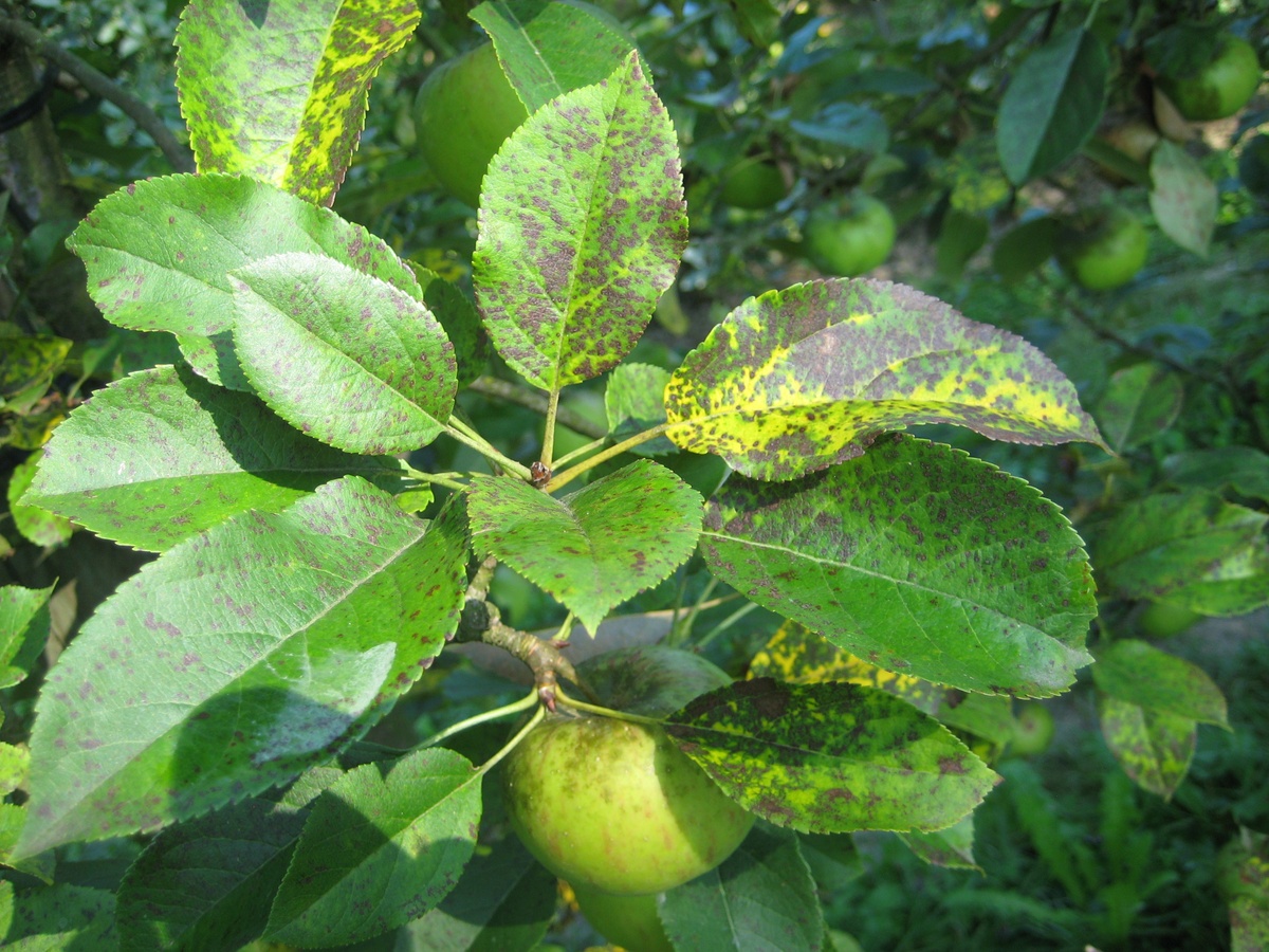 Marssonina coronaria (ABH003) — Website