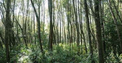 Renaturierung von Auenwäldern am Bodensee - (#111)