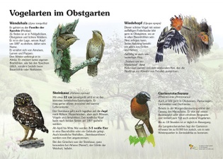 Rettung der Obstgarten-Vogelarten - (#113)
