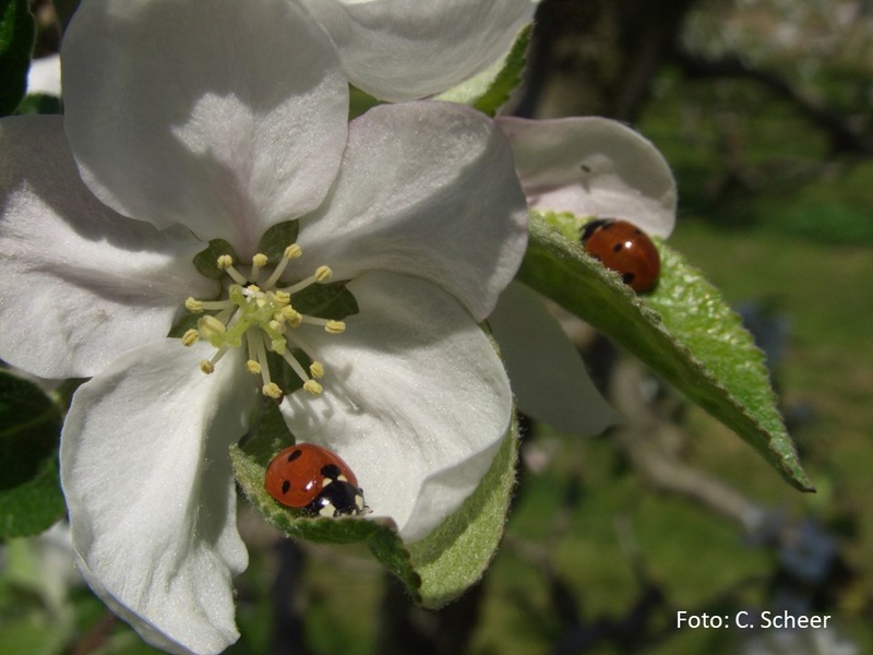 Nützlinge im Obstbau