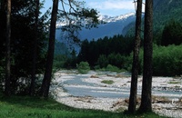 Grenzüberschreitender Amphibienschutz im Wangental hat sich bewährt